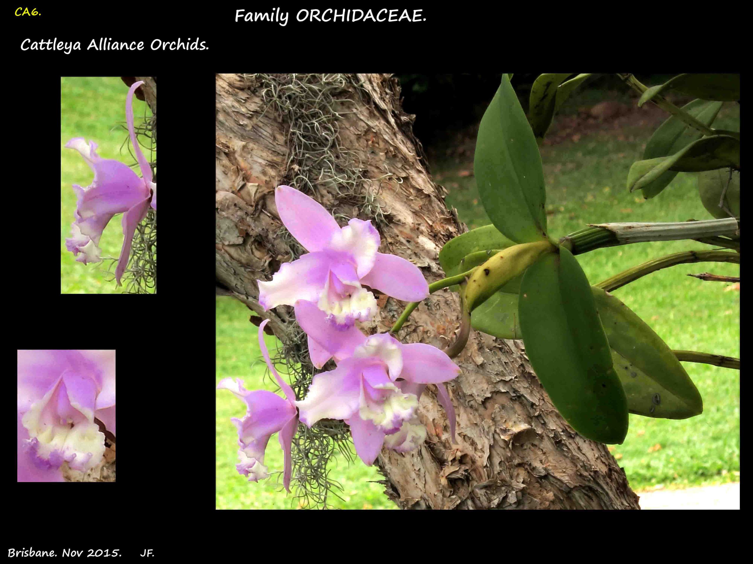 7 Mauve & white Cattleya orchid